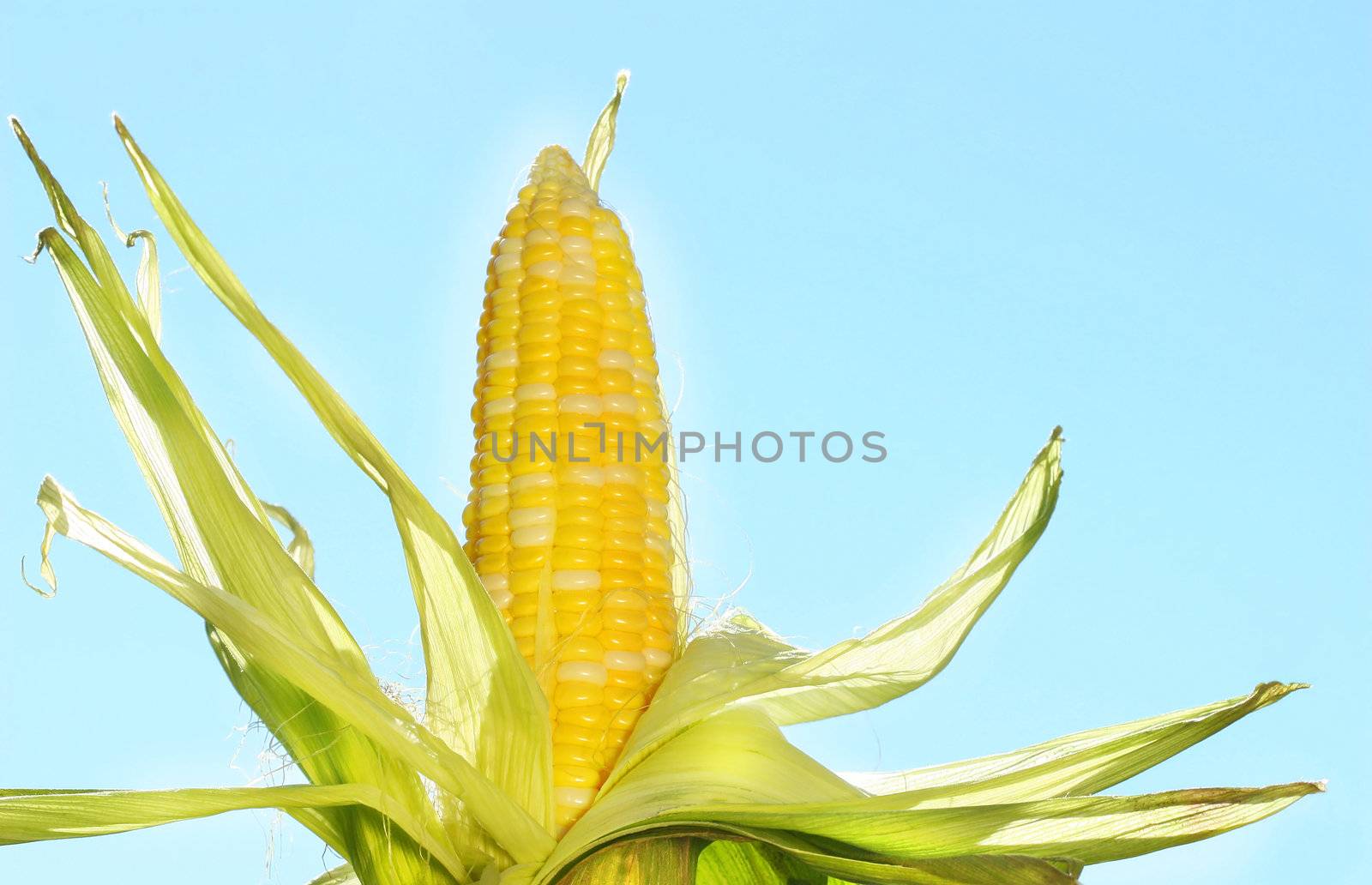 Corn in the sun against a blue sky