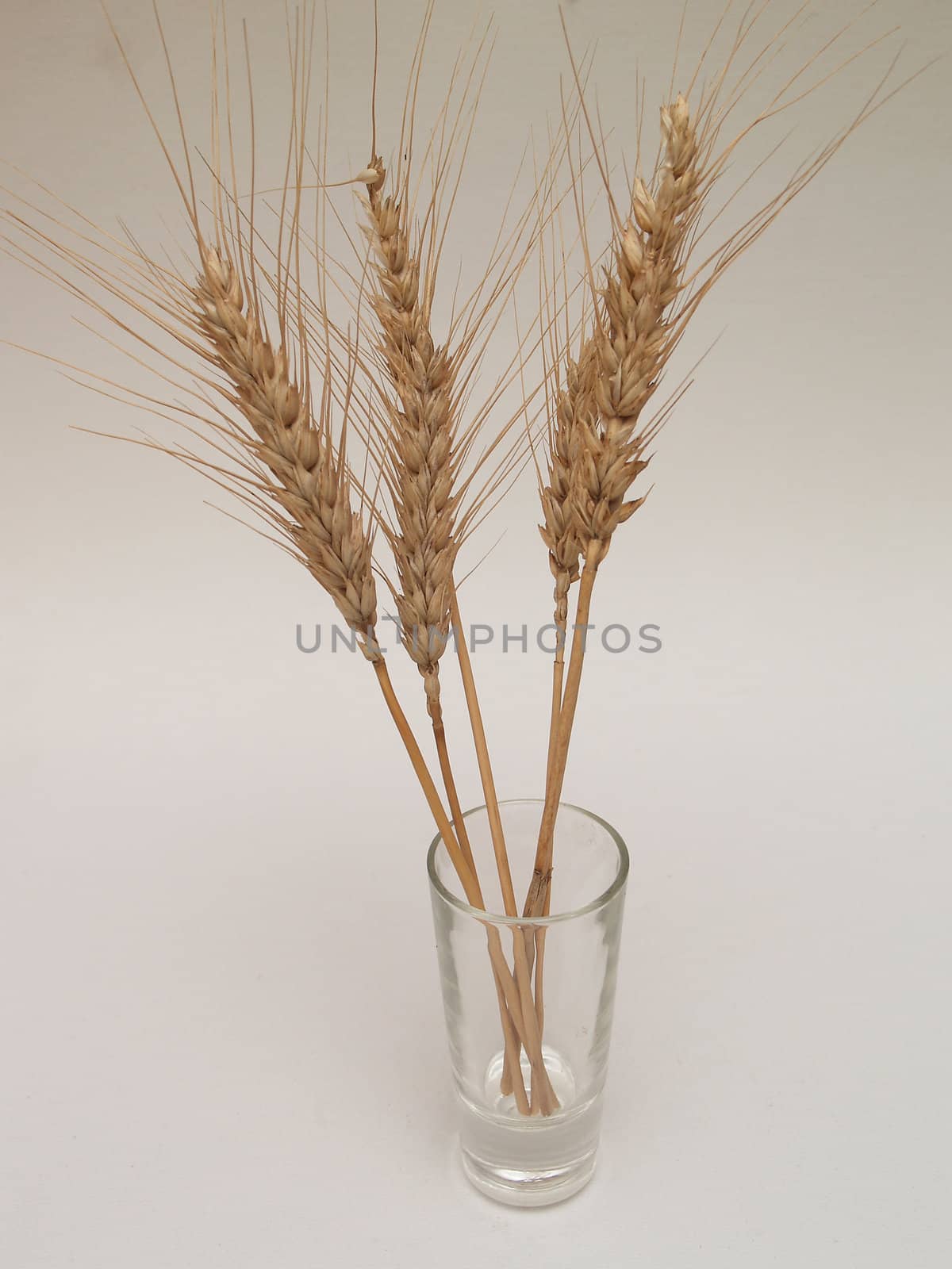 WHEAT by lauria