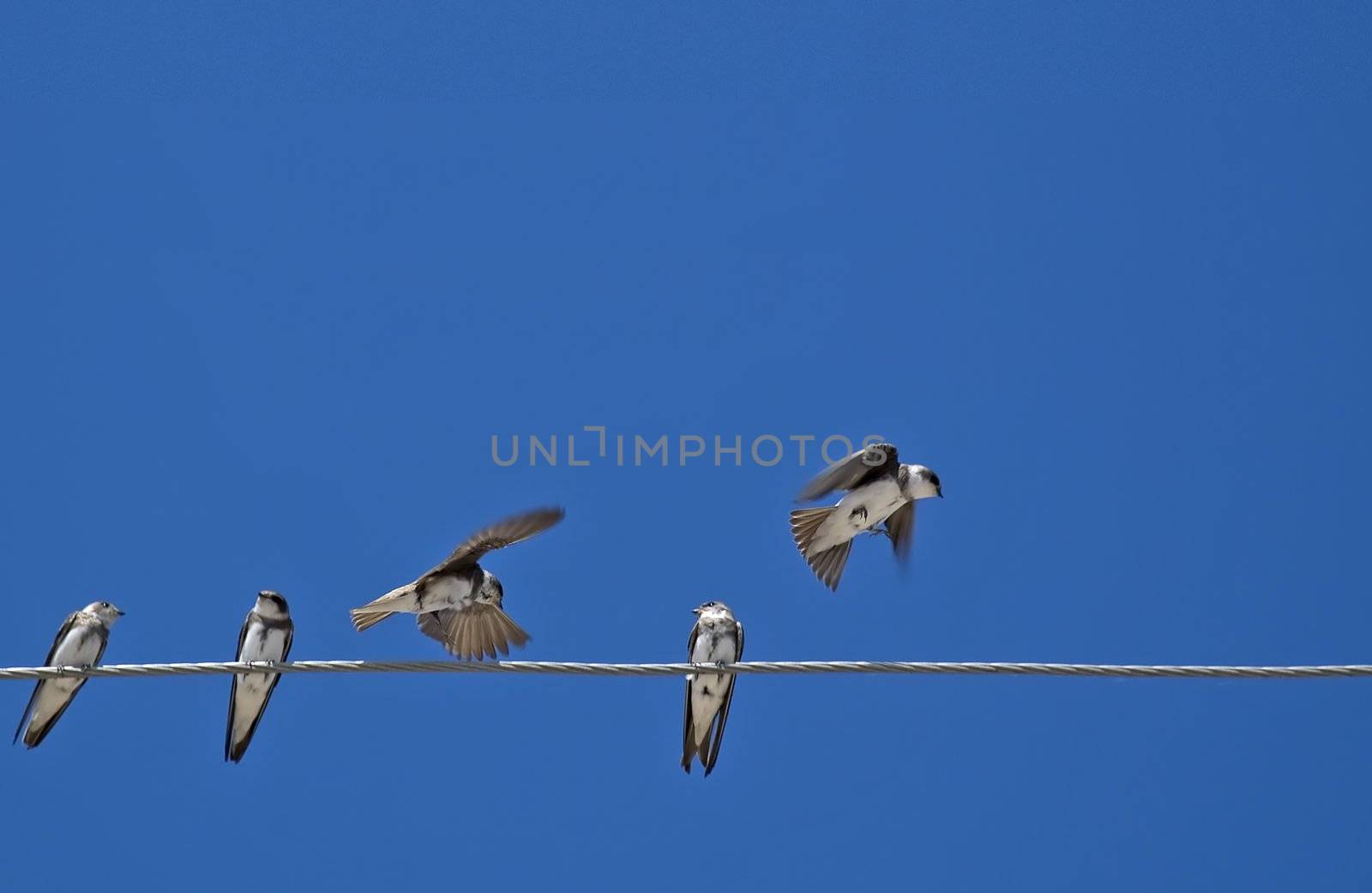 Birds (martlet) sitting on electric wires by galdzer