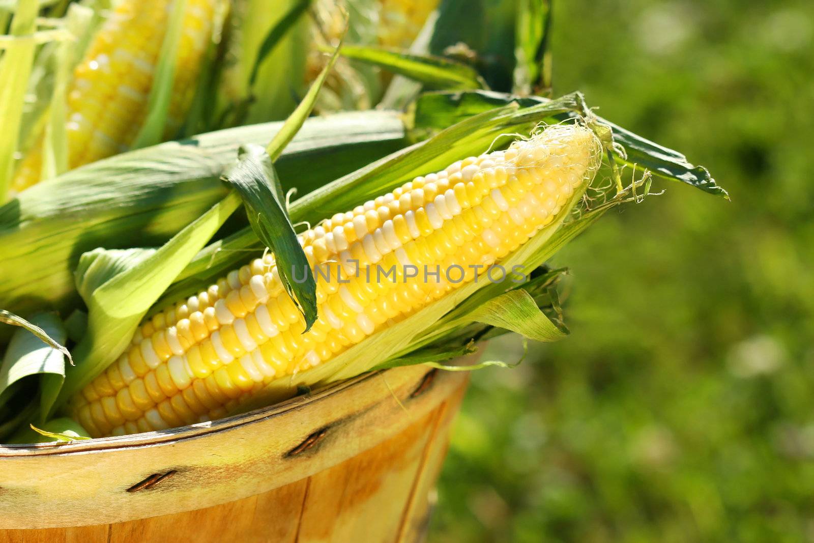 Ears of corn in an apple basket