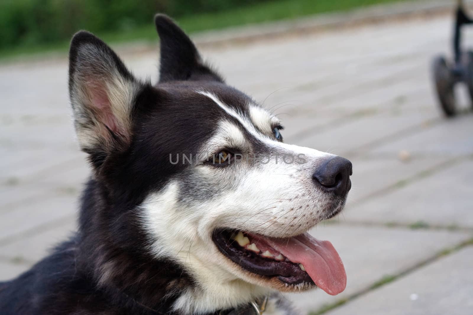 Dog with different ayes looks at its master
