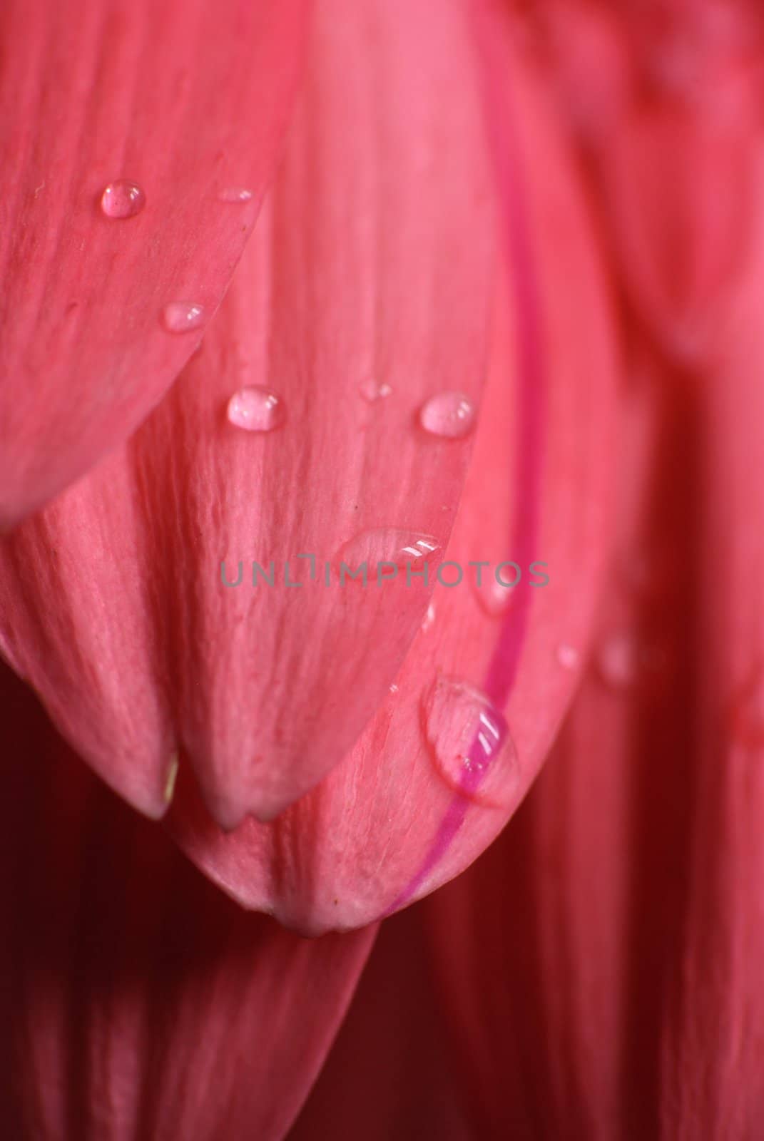 Macro view of a pink colour daisy flower petals