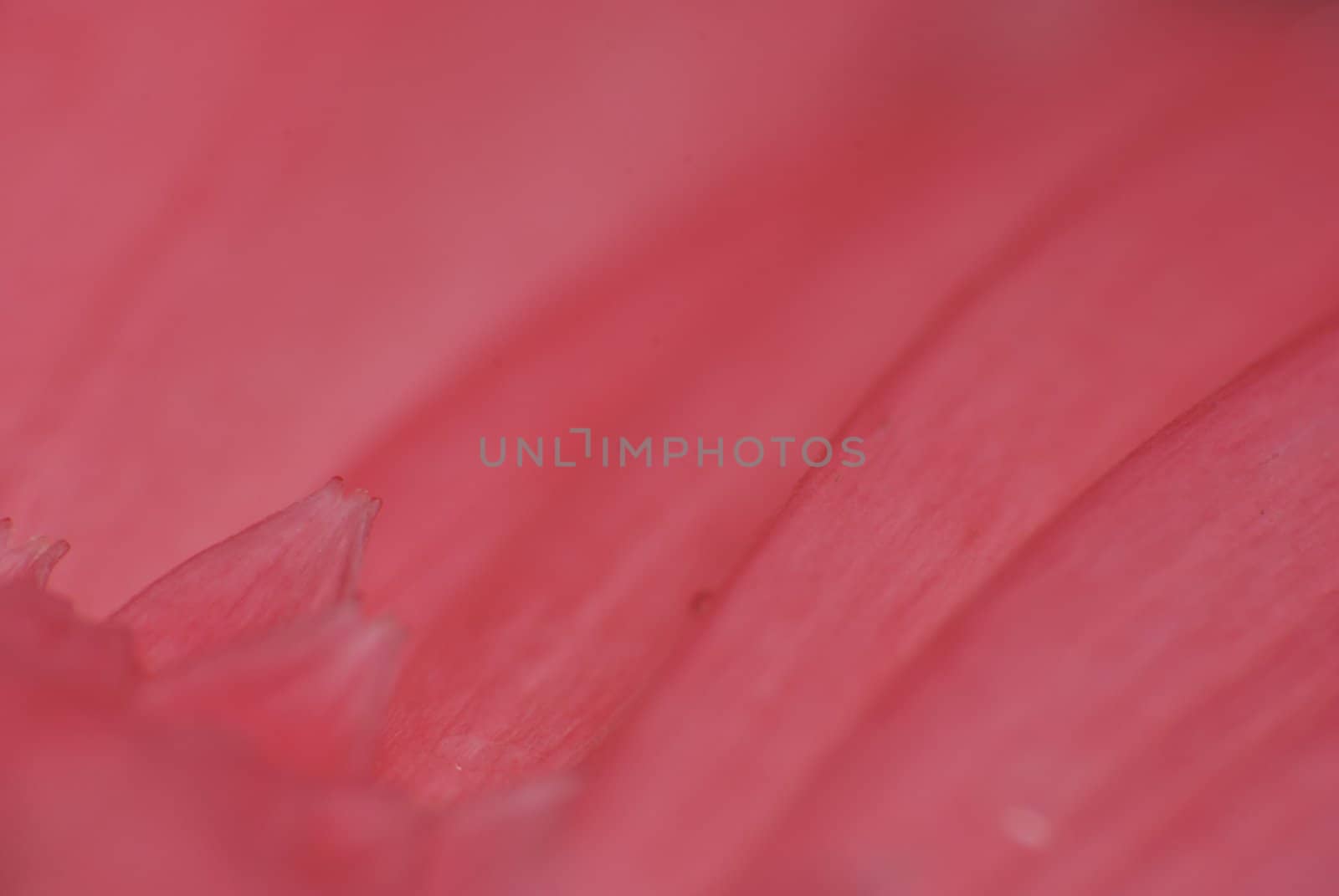 Macro view of a pink colour daisy flower petals