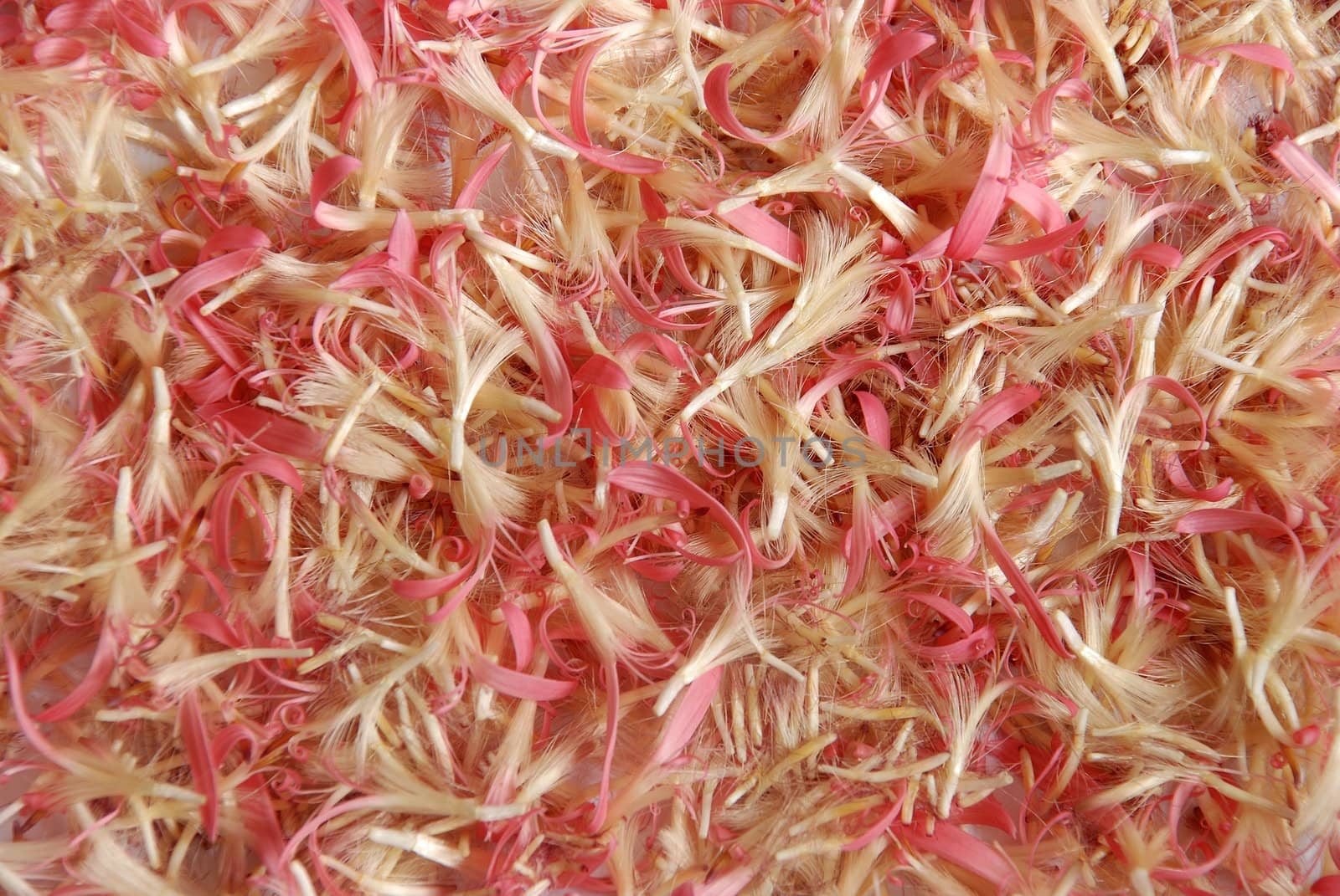 background view of a pink colour daisy flower petals