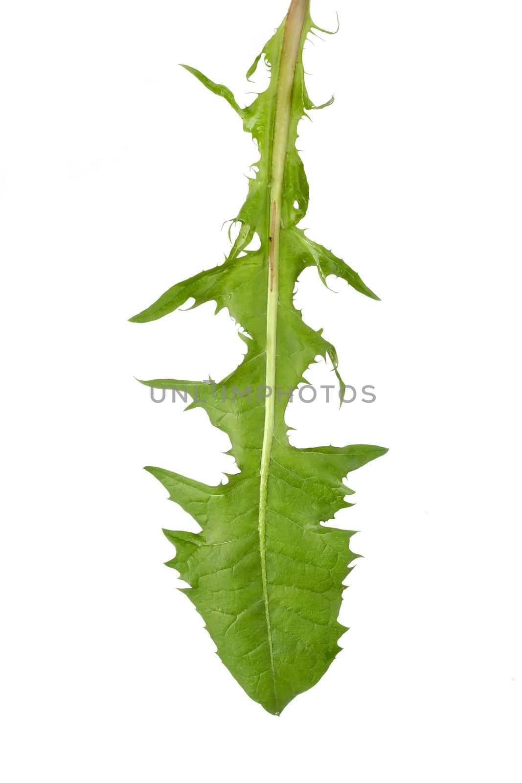 Dandlelion leaf isolated on white background