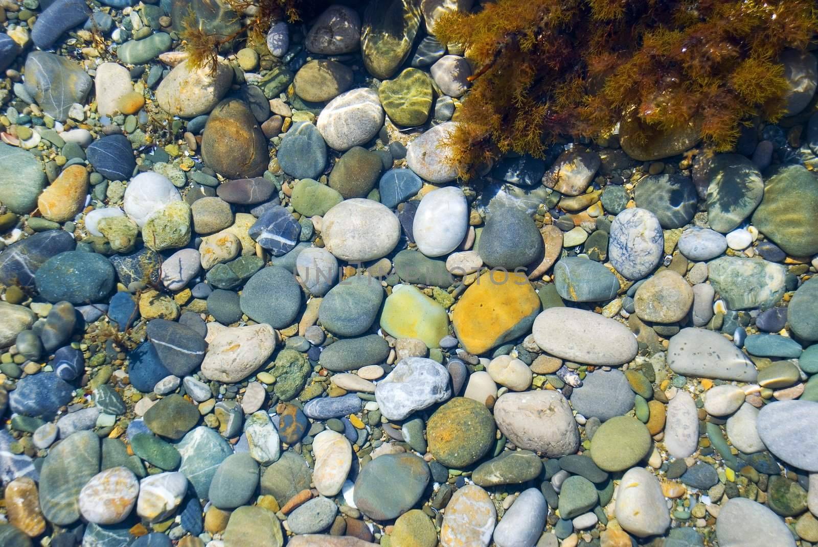 Sea pebble. It is photographed above water with addition of seaweed