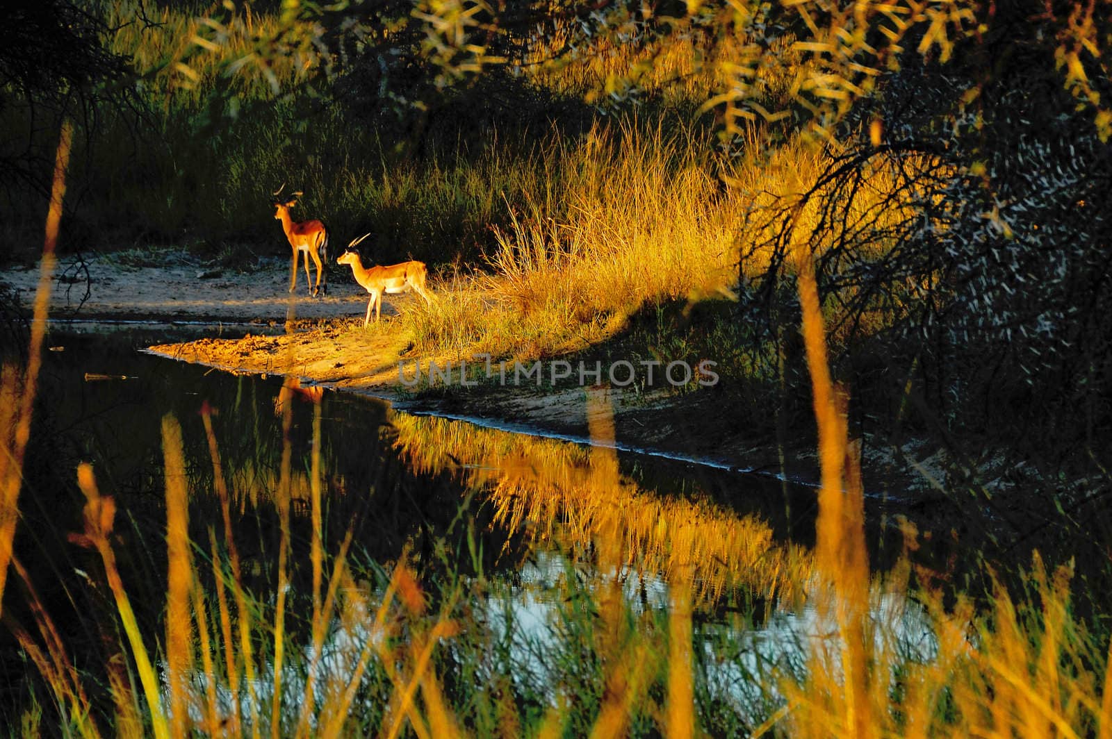 Two male Impalas at waterhole in Leeupoort, South Africa