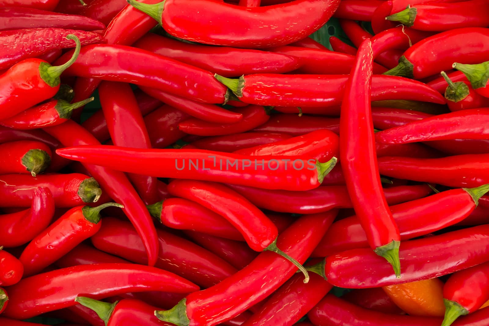 Red hot peppers, Capsicum annuum