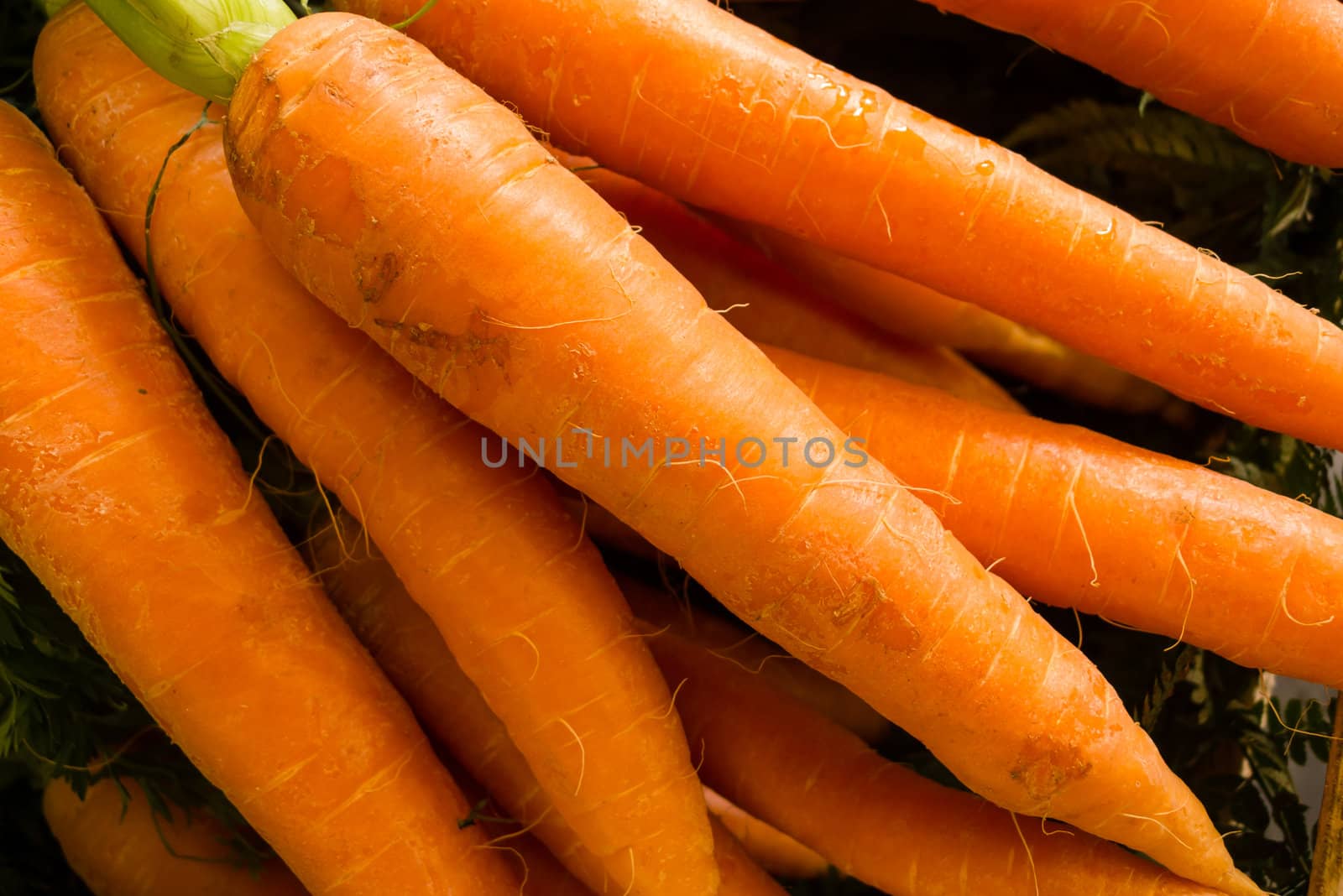 Carrots on display at the market