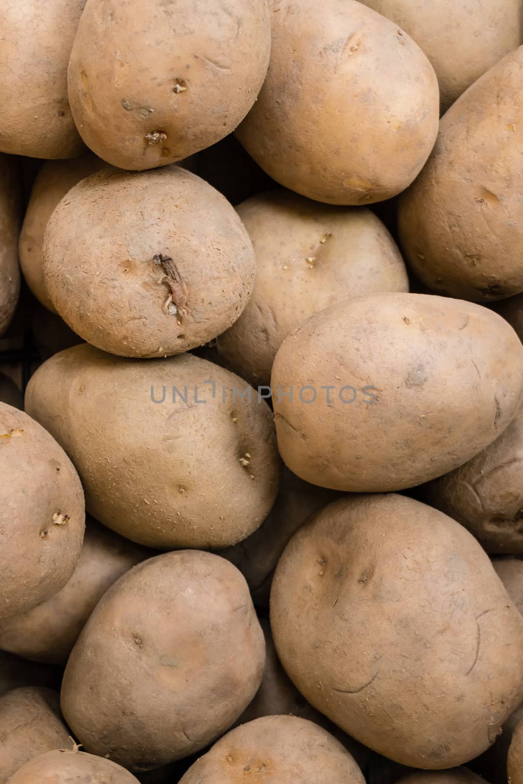 Potatos on display, Solanum tuberosum