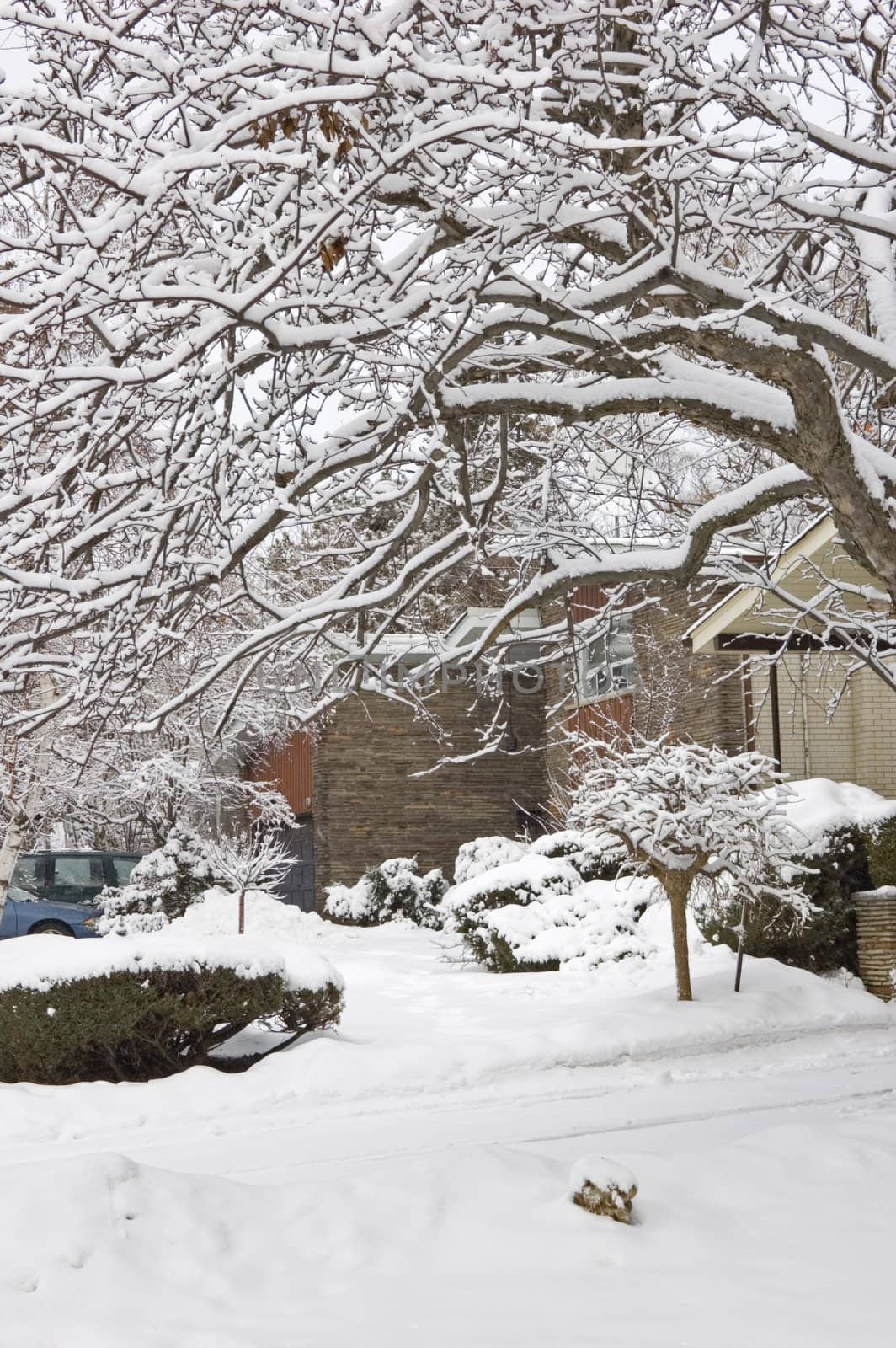 Snow on the street of North York
