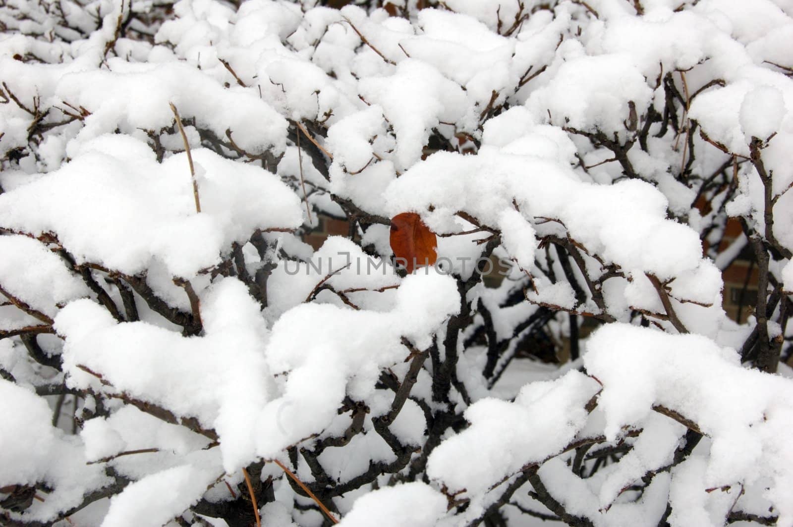 Snow on the bush branches