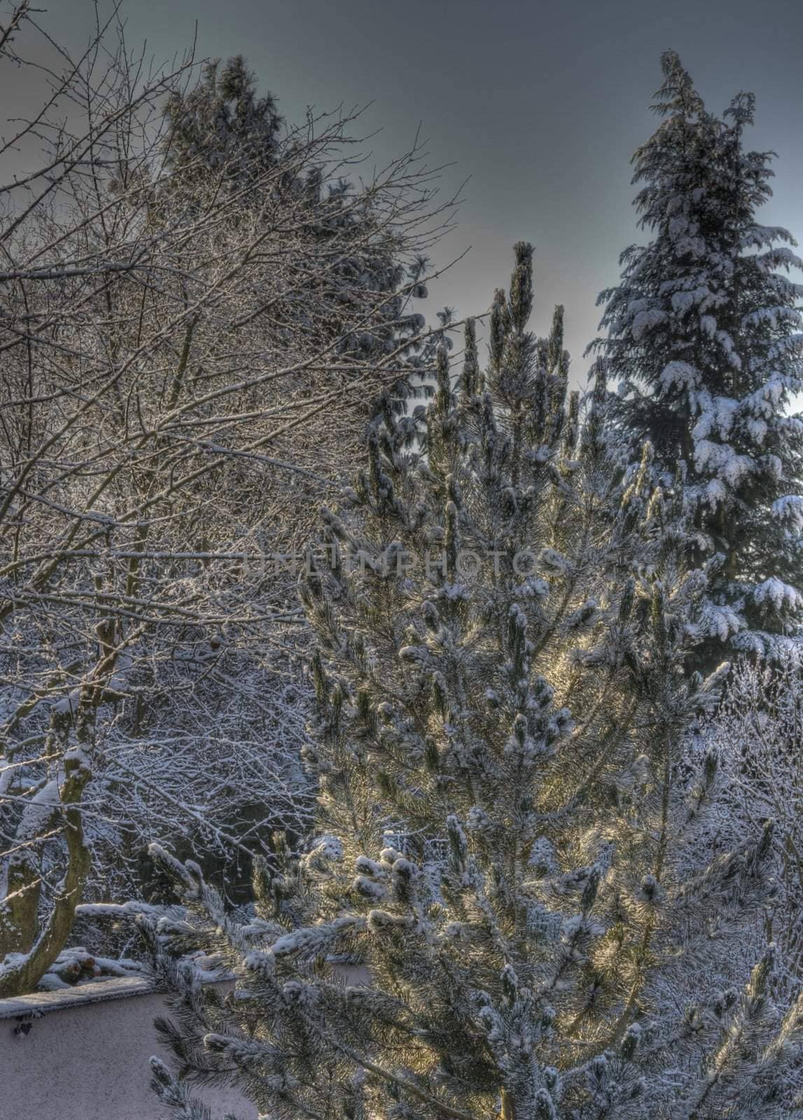 snow white covered green trees