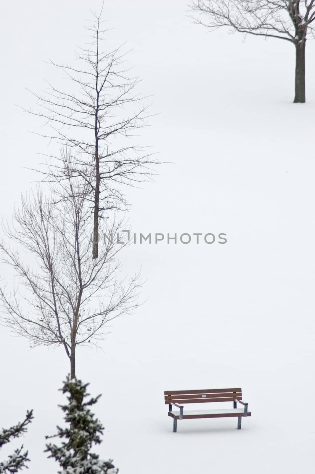 Bench and maple trees in winter on snow background