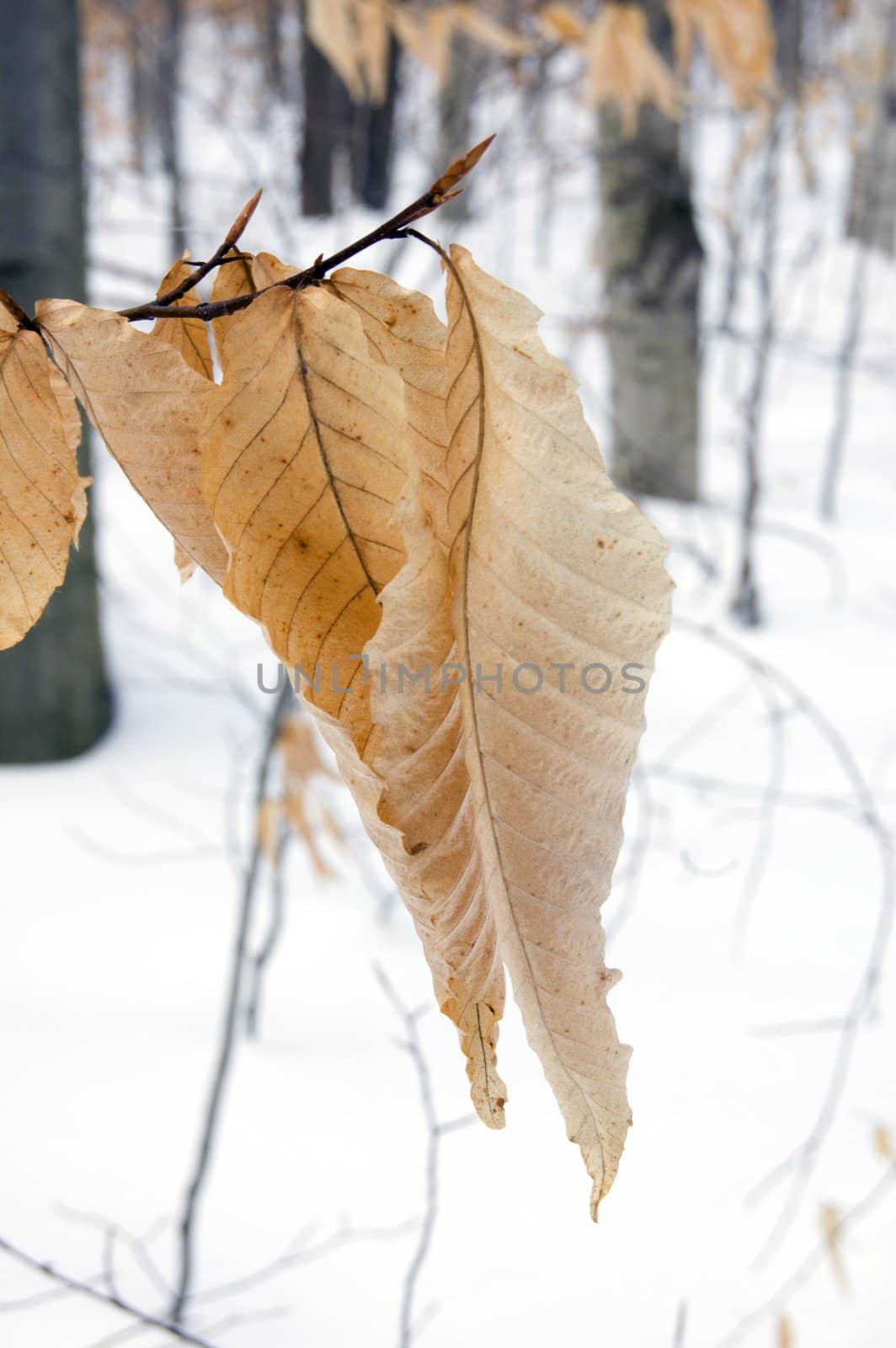 Dry leaves in winter on snow background. isolated