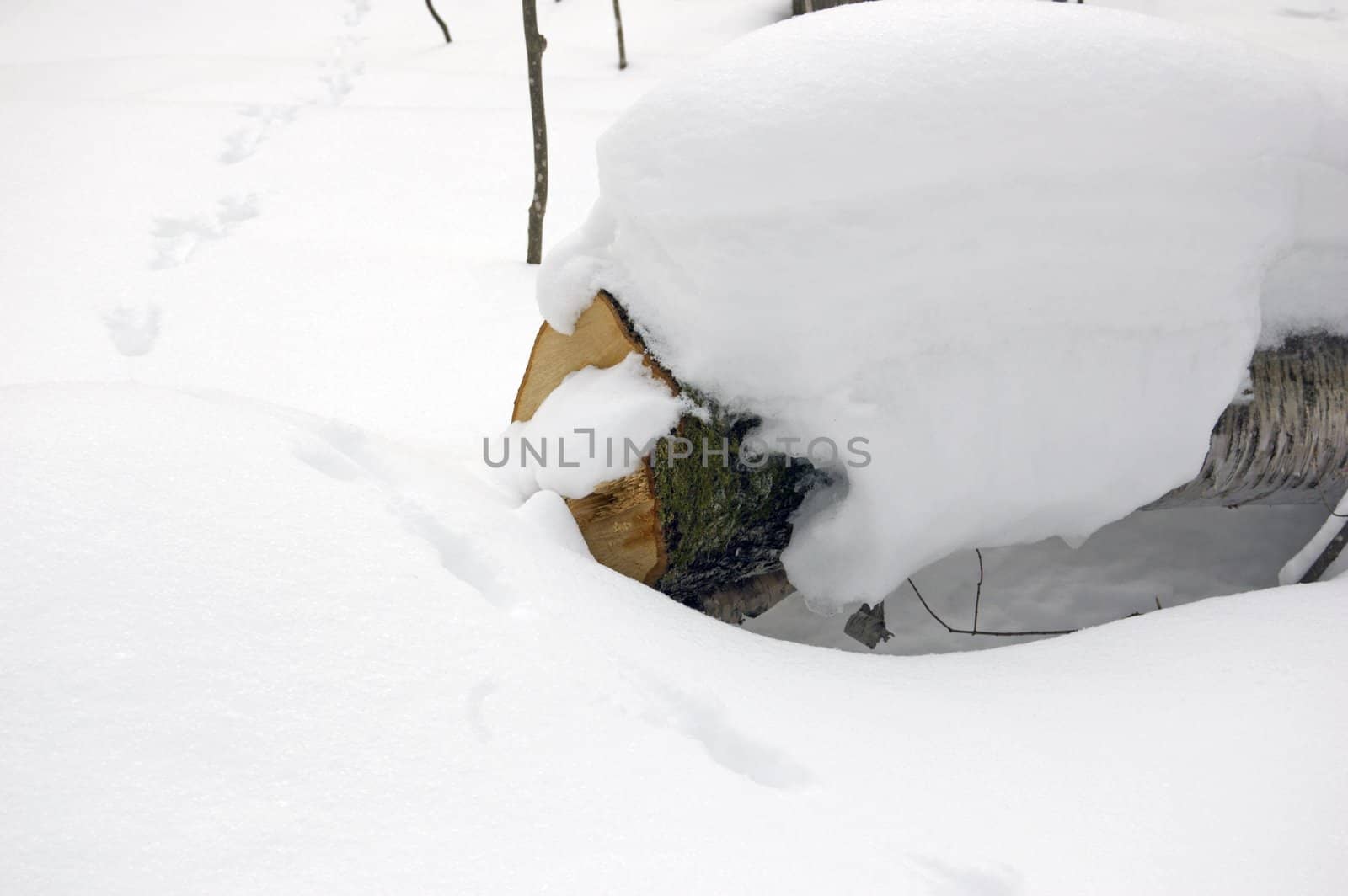 Cut tree and amimal tracks on snow background