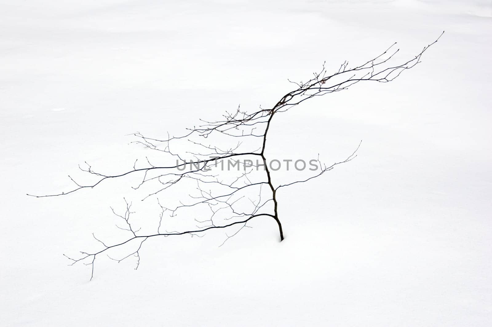 Small tree in winter on snow background