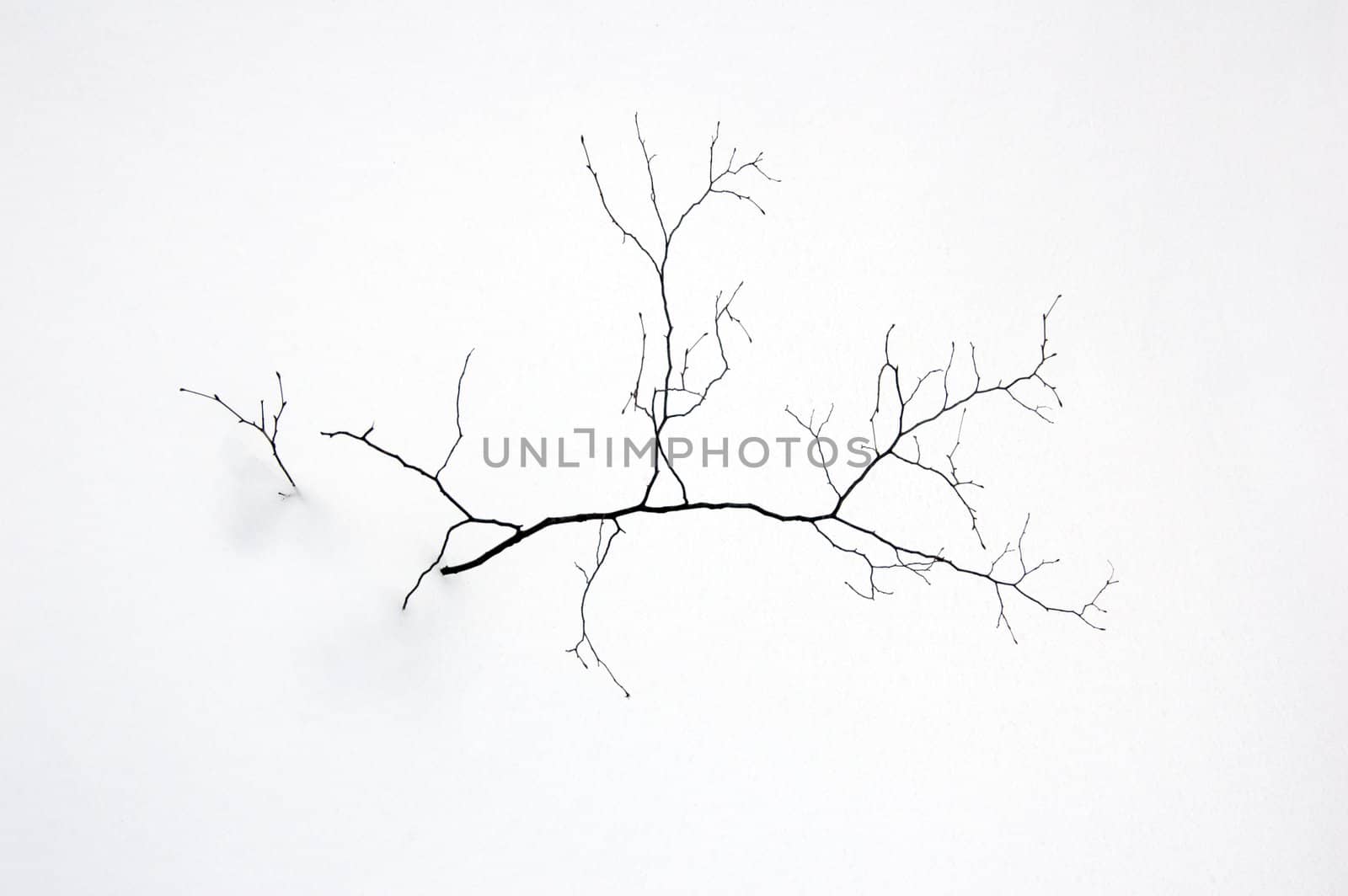 Small tree without leaves on snow background
