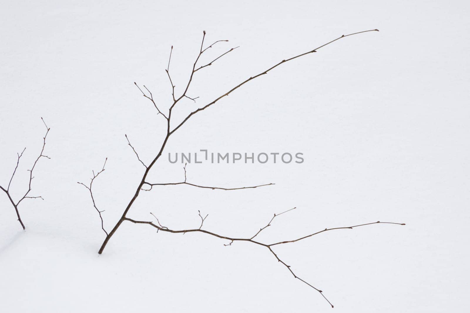 Small tree without leaves on snow background