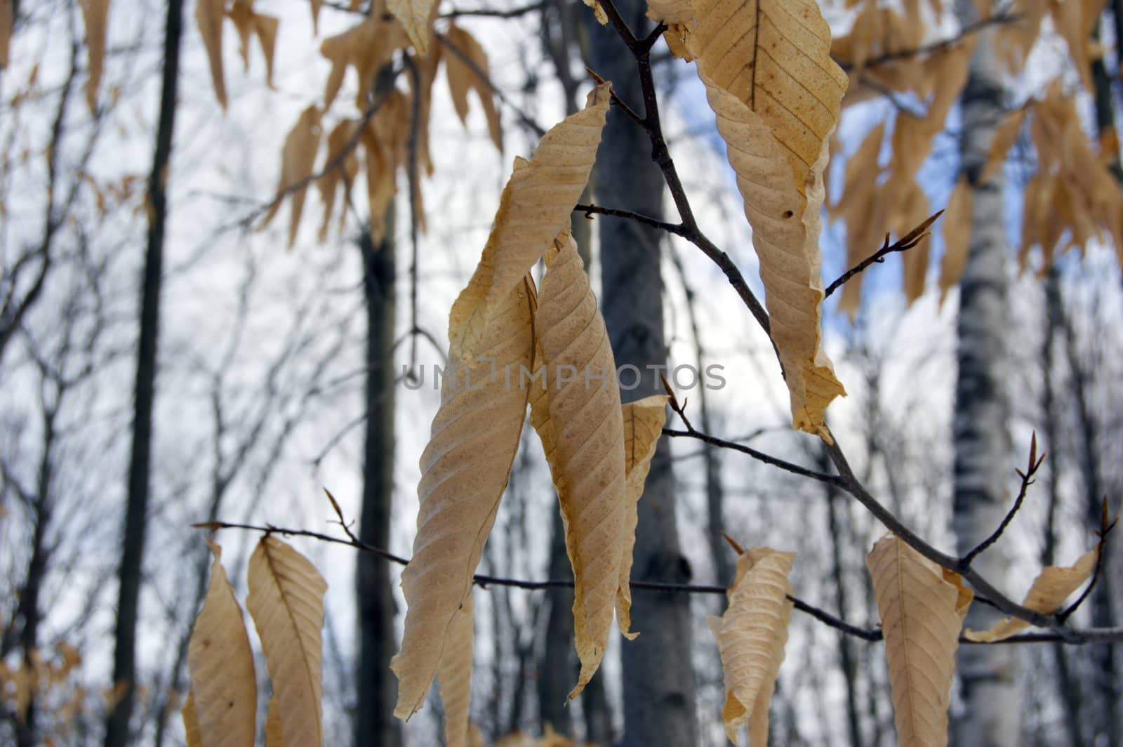 Dry leaves on trees in winter on sky background. Awenda.