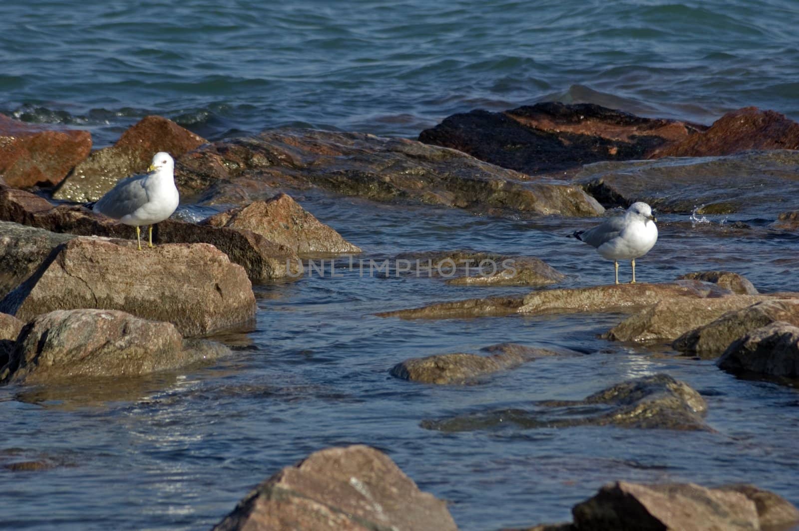 Two seagull on rocks in blue water of lake