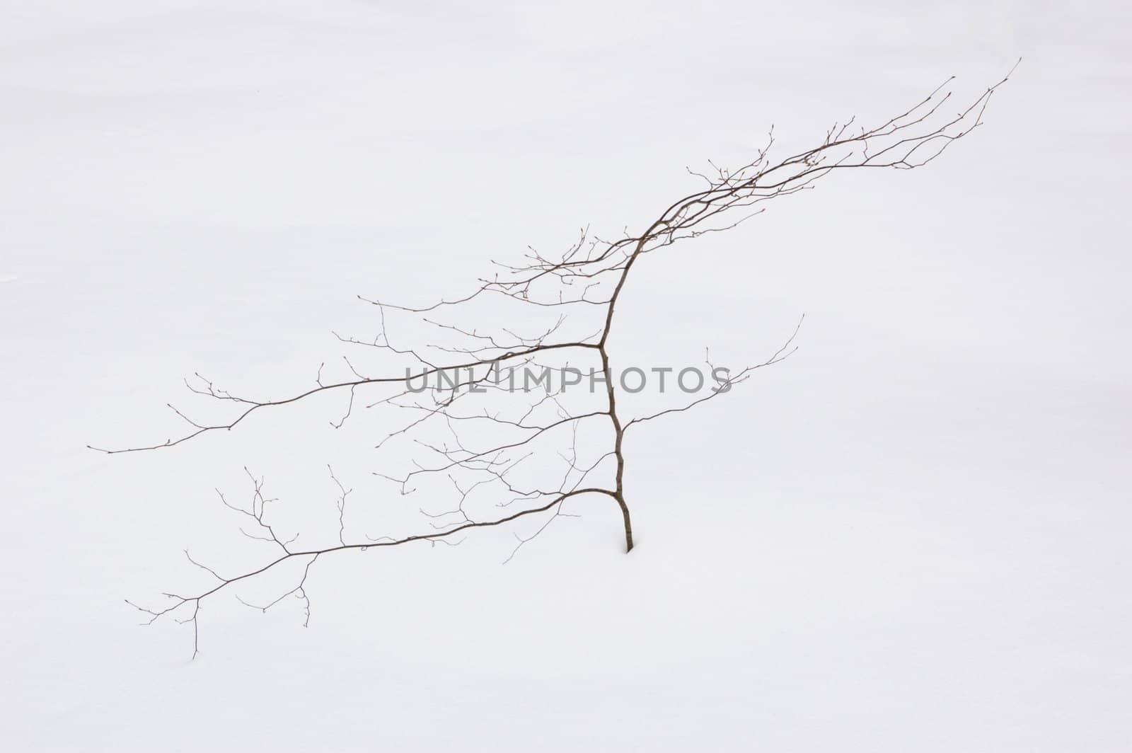 Small tree without leaves on snow background