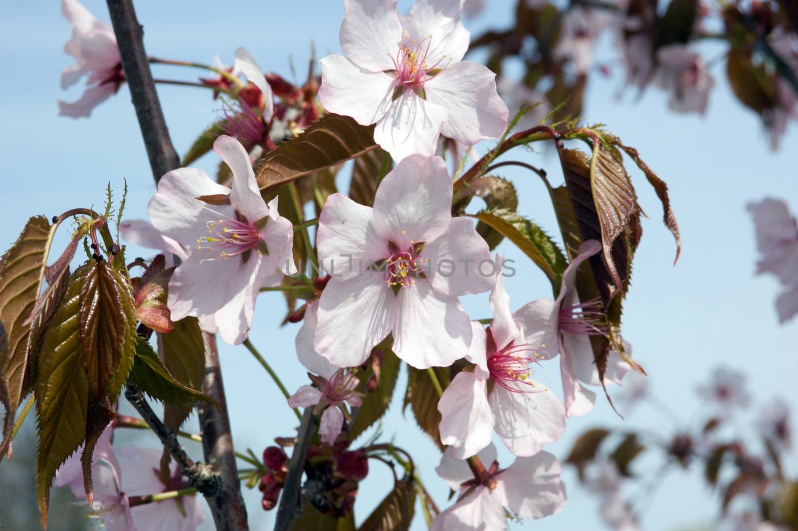 White Cherry blossom against blur background