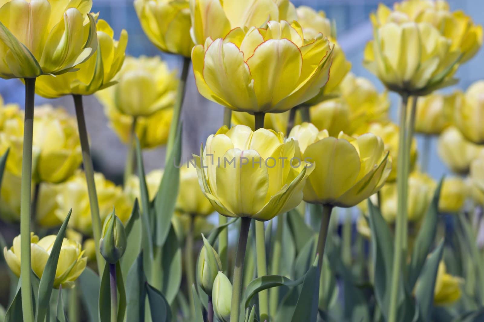 Yellow tulips on flowerbed