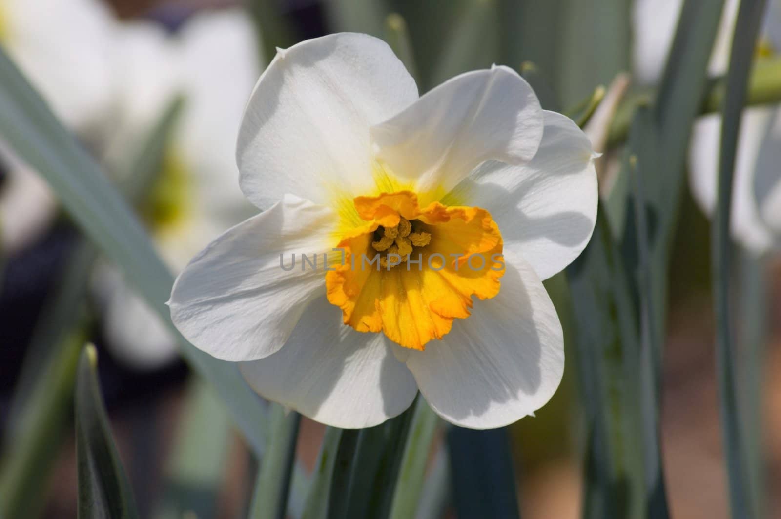Close up of white and yellow narcissus
