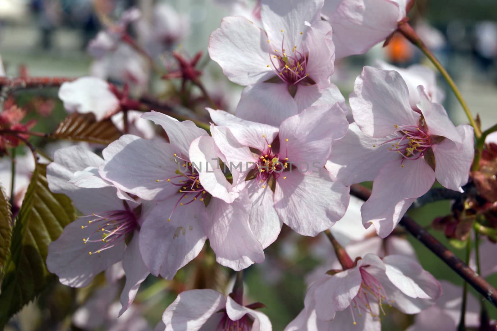 White Cherry blossom against blur background