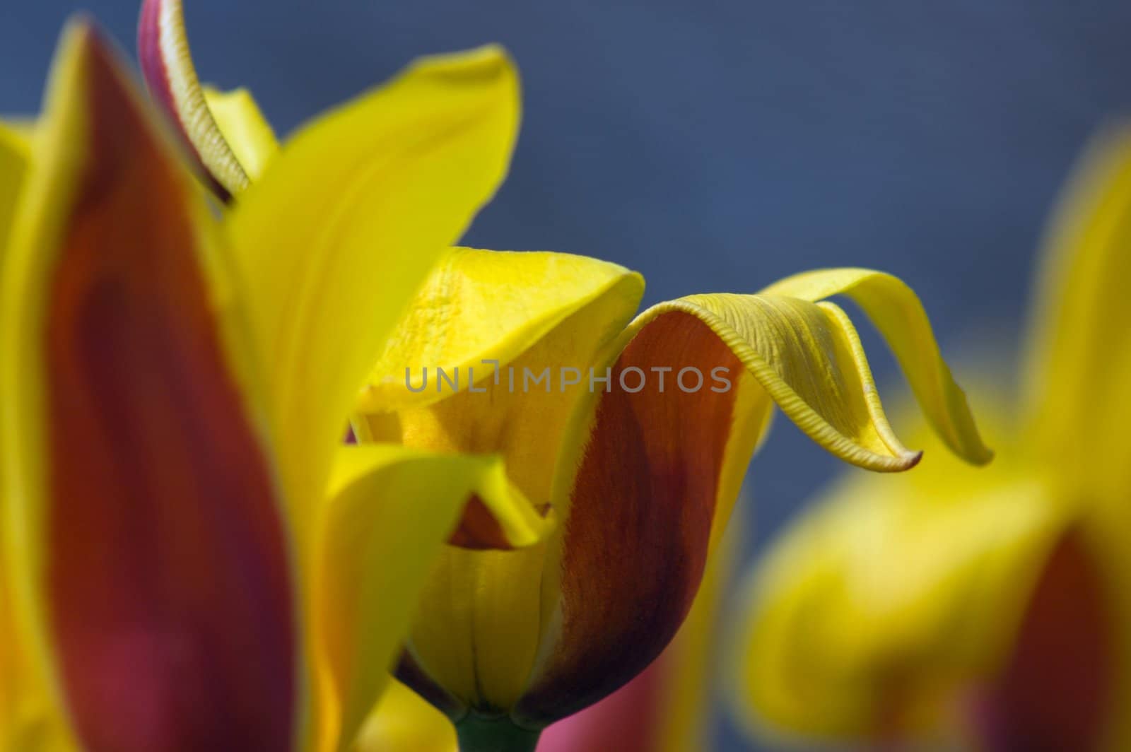 close up of red and yellow tulip on dark blue background