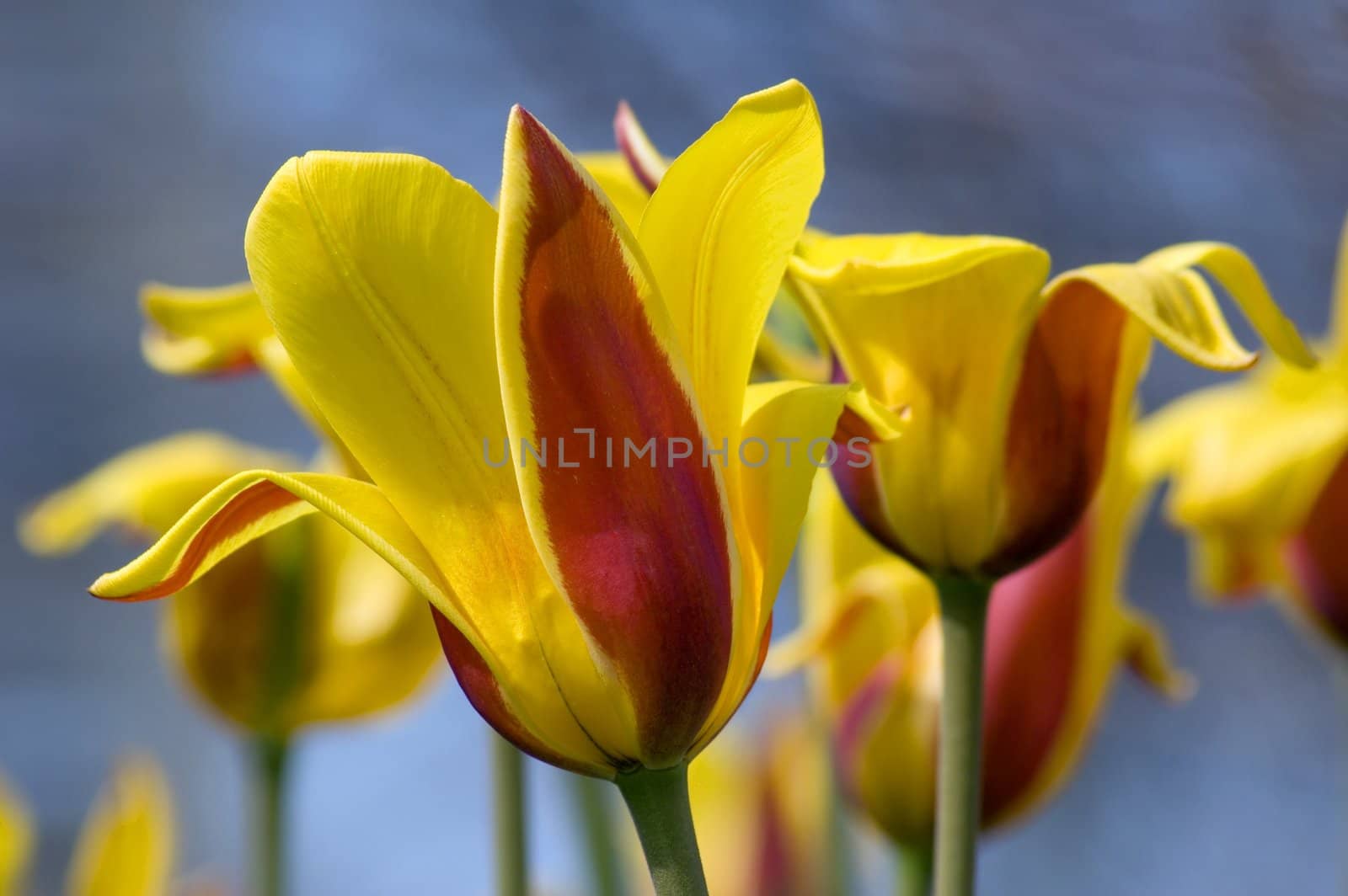 close up of red and yellow tulip on blue background