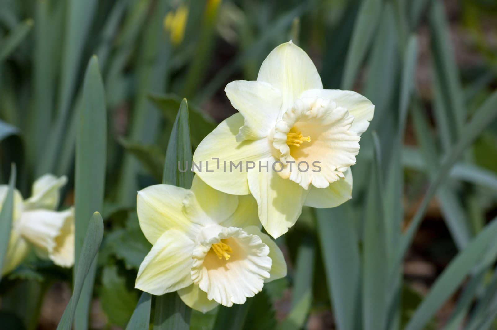 Close up of two yellow-white narcissus on green background