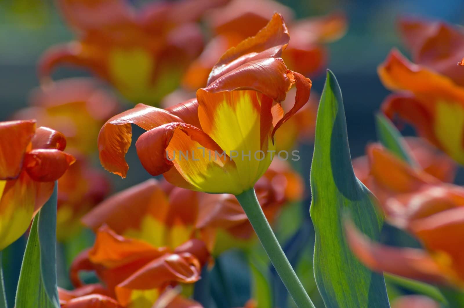 close up of red and yellow tulips at sunset