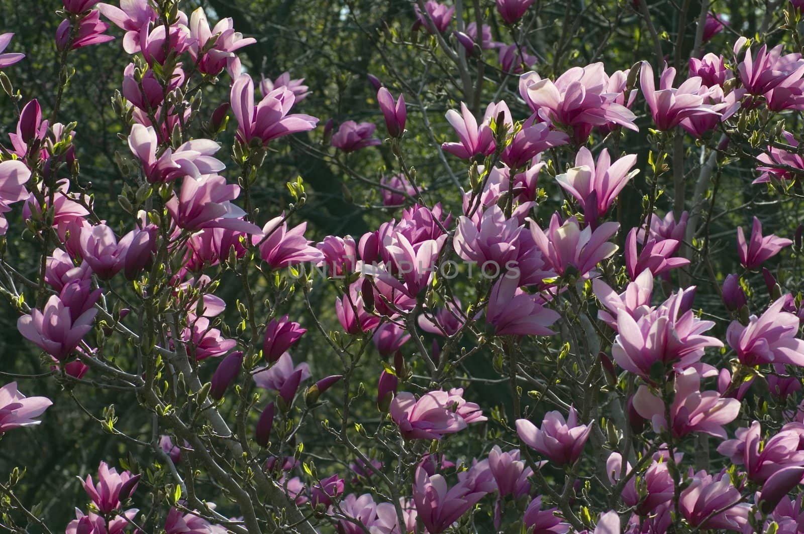 Magnolia flowers at sunset