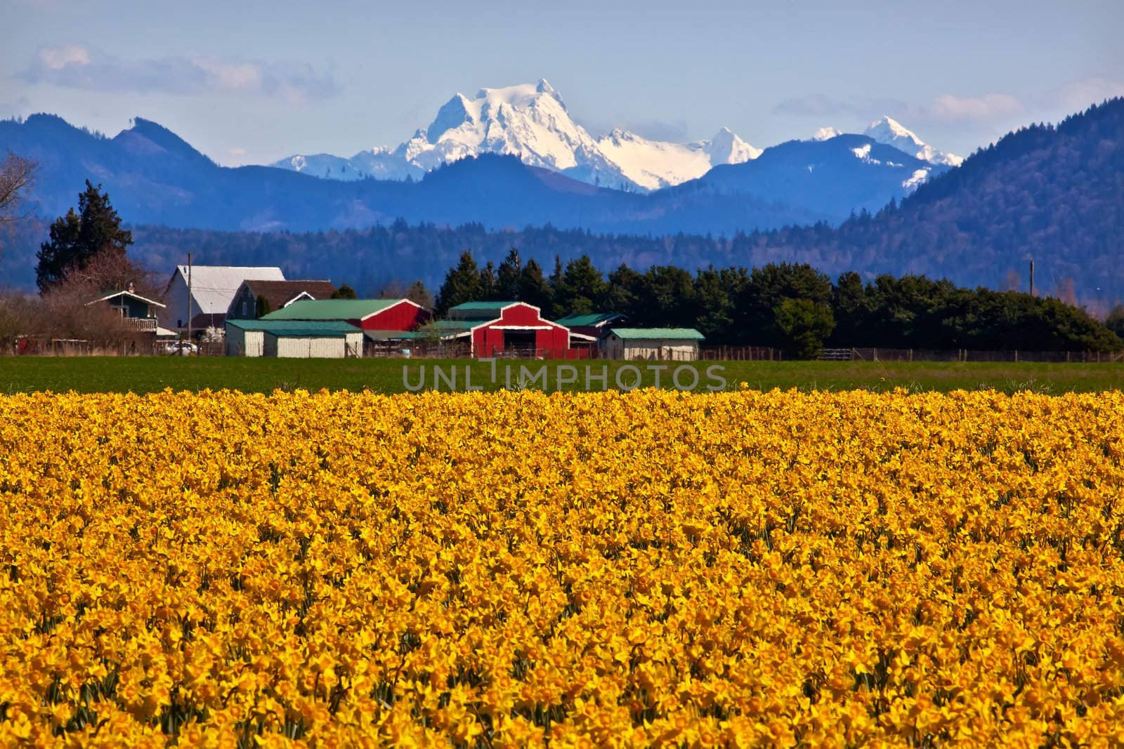 Mount Shuksan Red Farm Builiding Yellow Daffodils Flowers Snow Mountain Skagit Valley Washington State Pacific Northwest