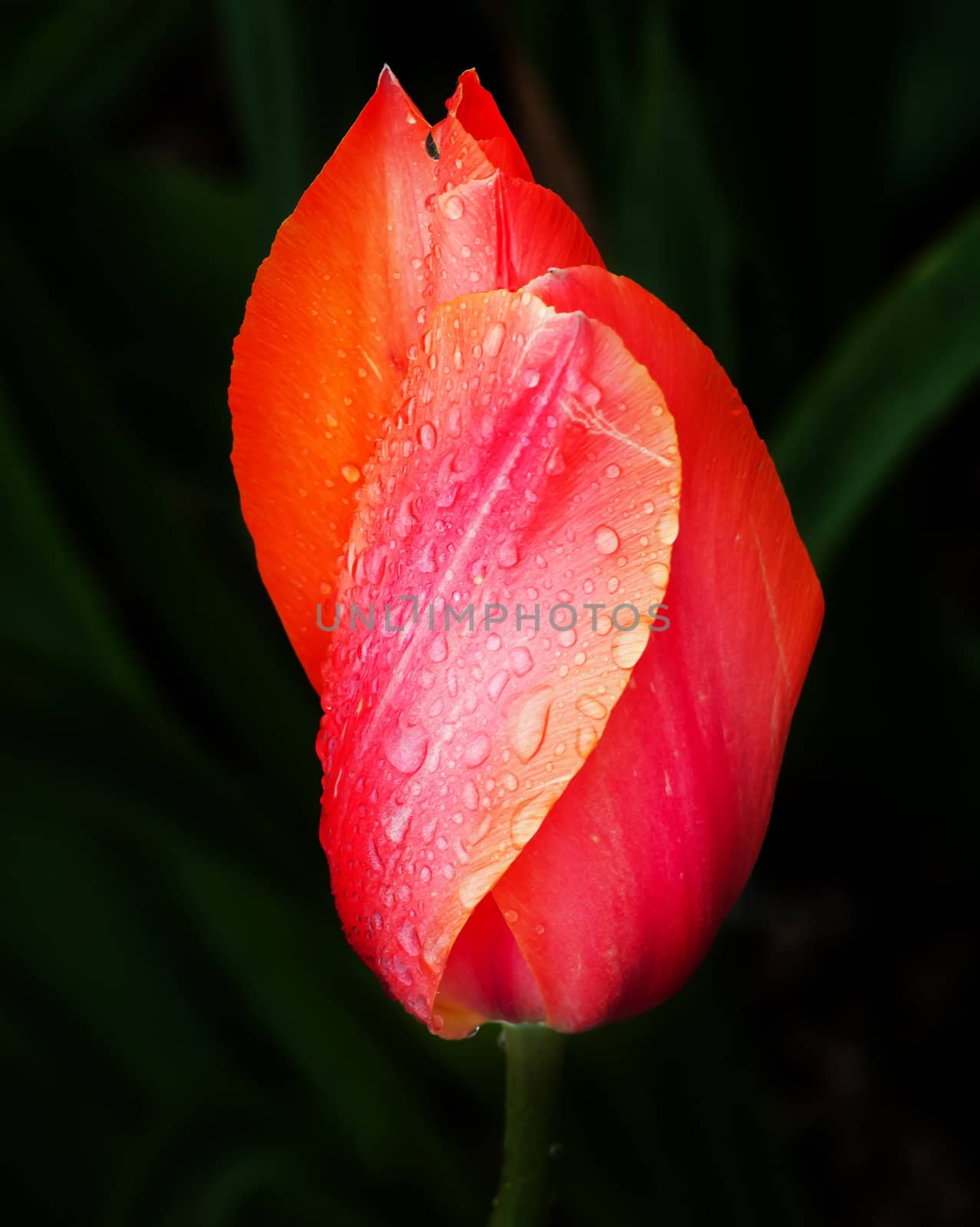 Pink Orange Tulip Flower Skagit Valley Farm Washington State Pacific Northwest