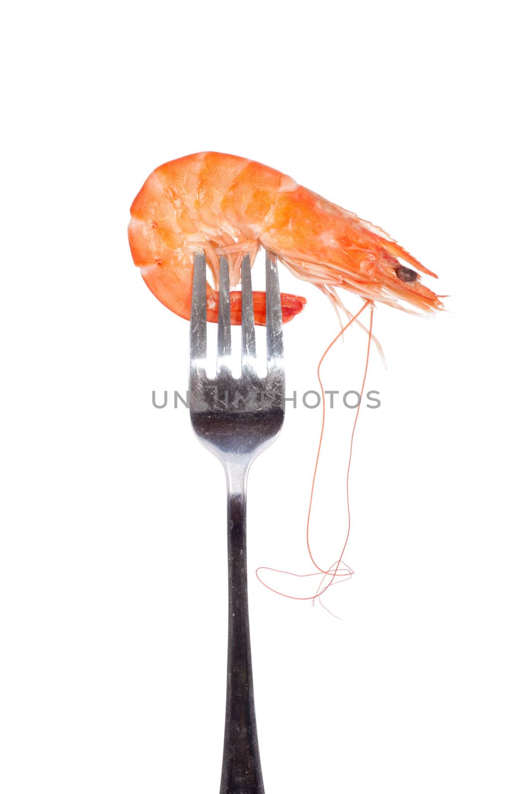 Shrimp on fork by aguirre_mar