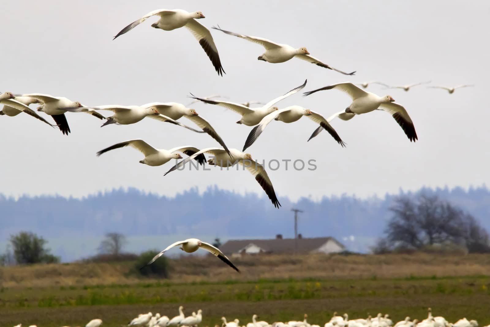Snow Geese Flying Skagit County Washington by bill_perry