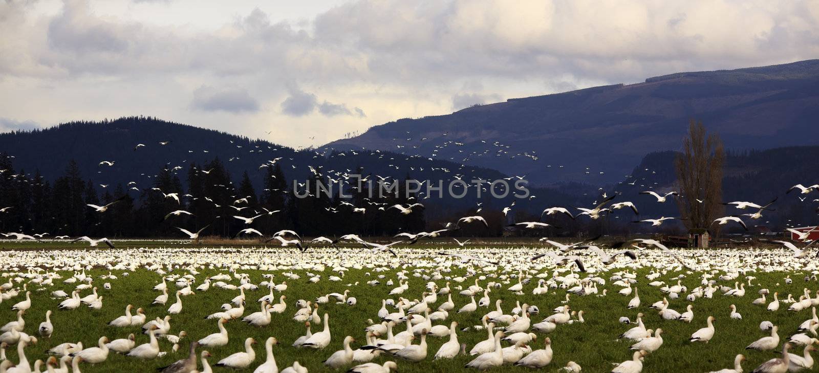 Snow Geese Farmer's Field Flying Away by bill_perry