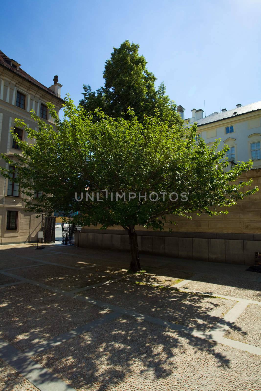 tree in the park by jannyjus