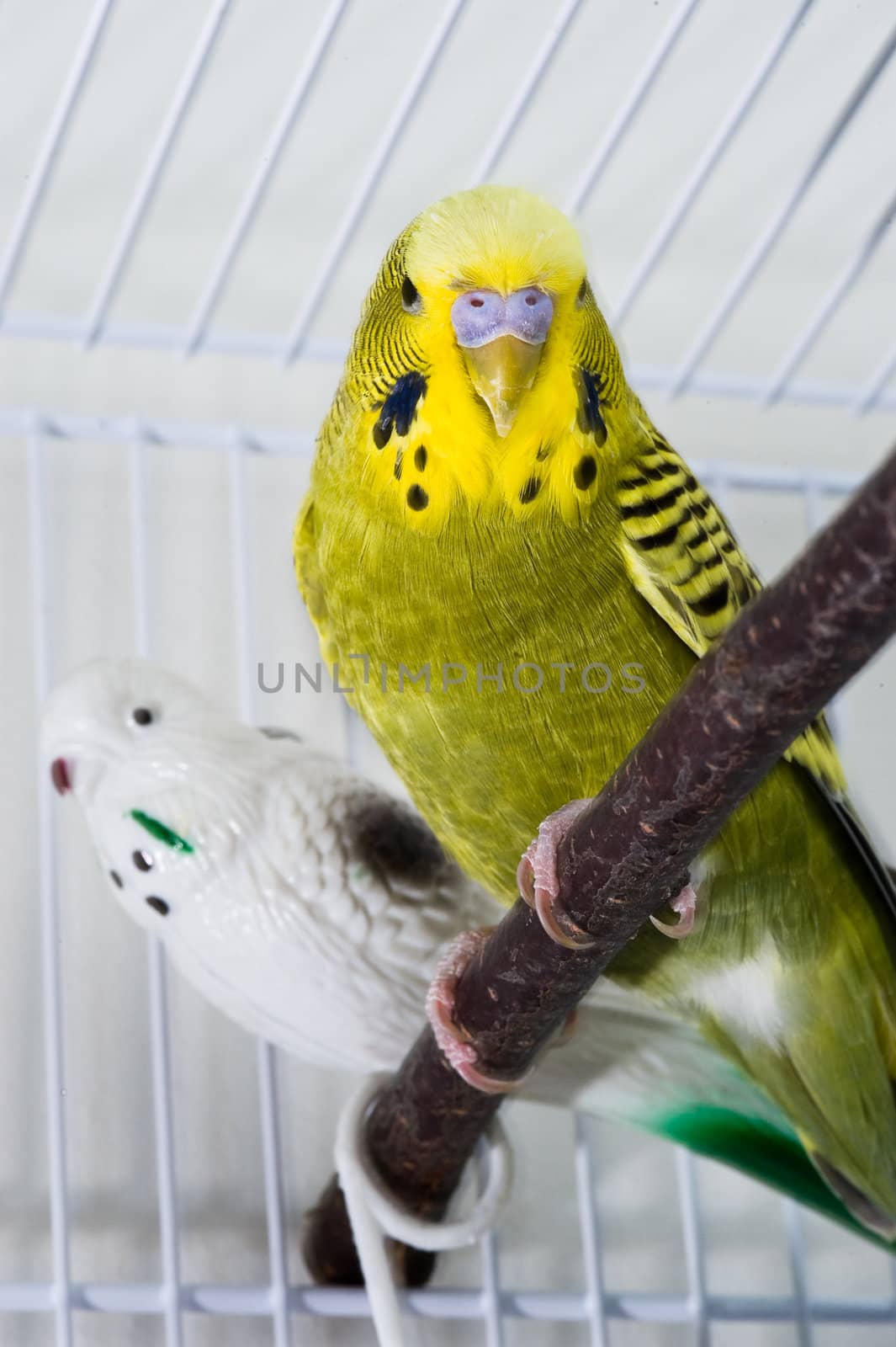 Green budgie sitting in his cadge with a toy bird