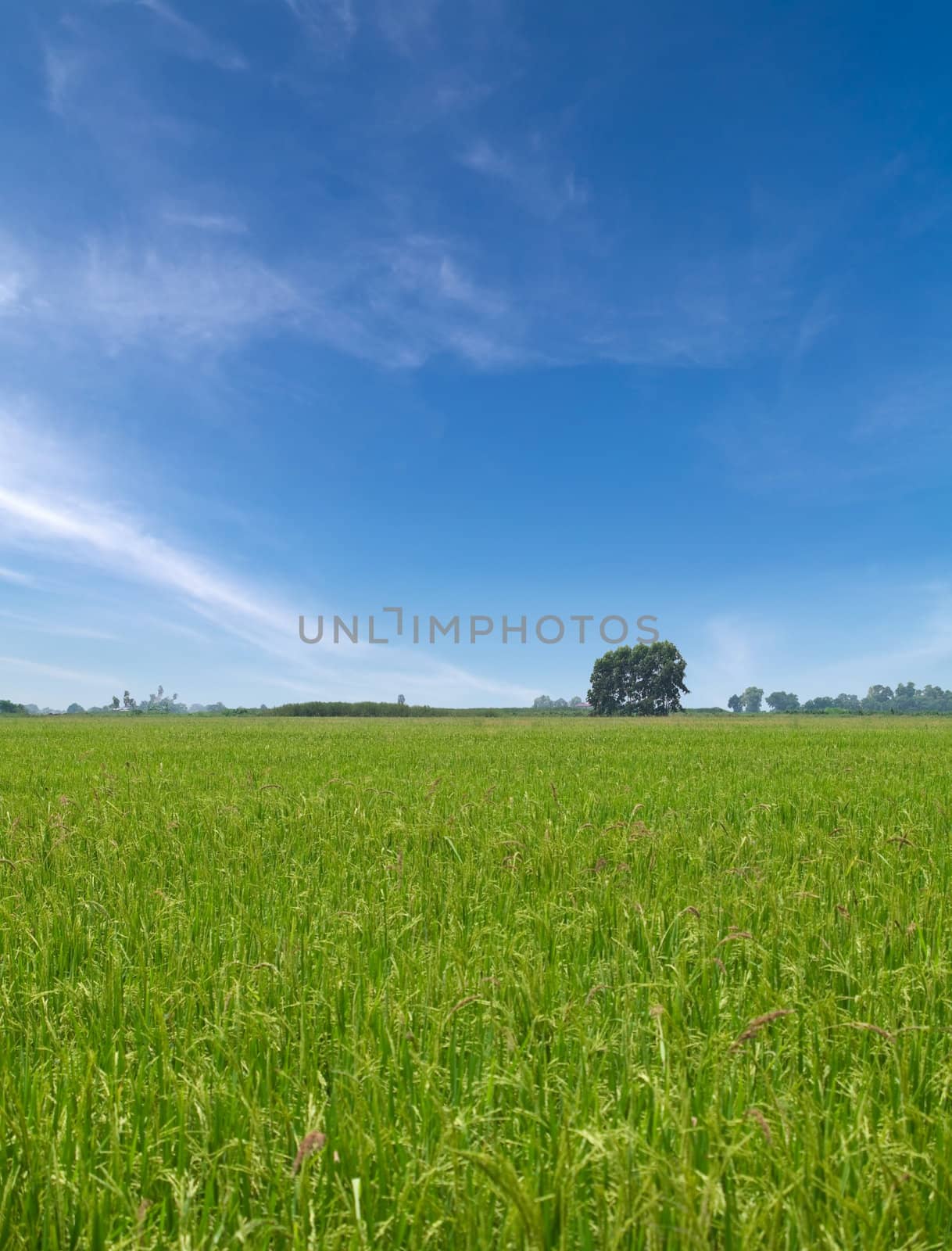 Paddy field with produce grains and beautiful sky