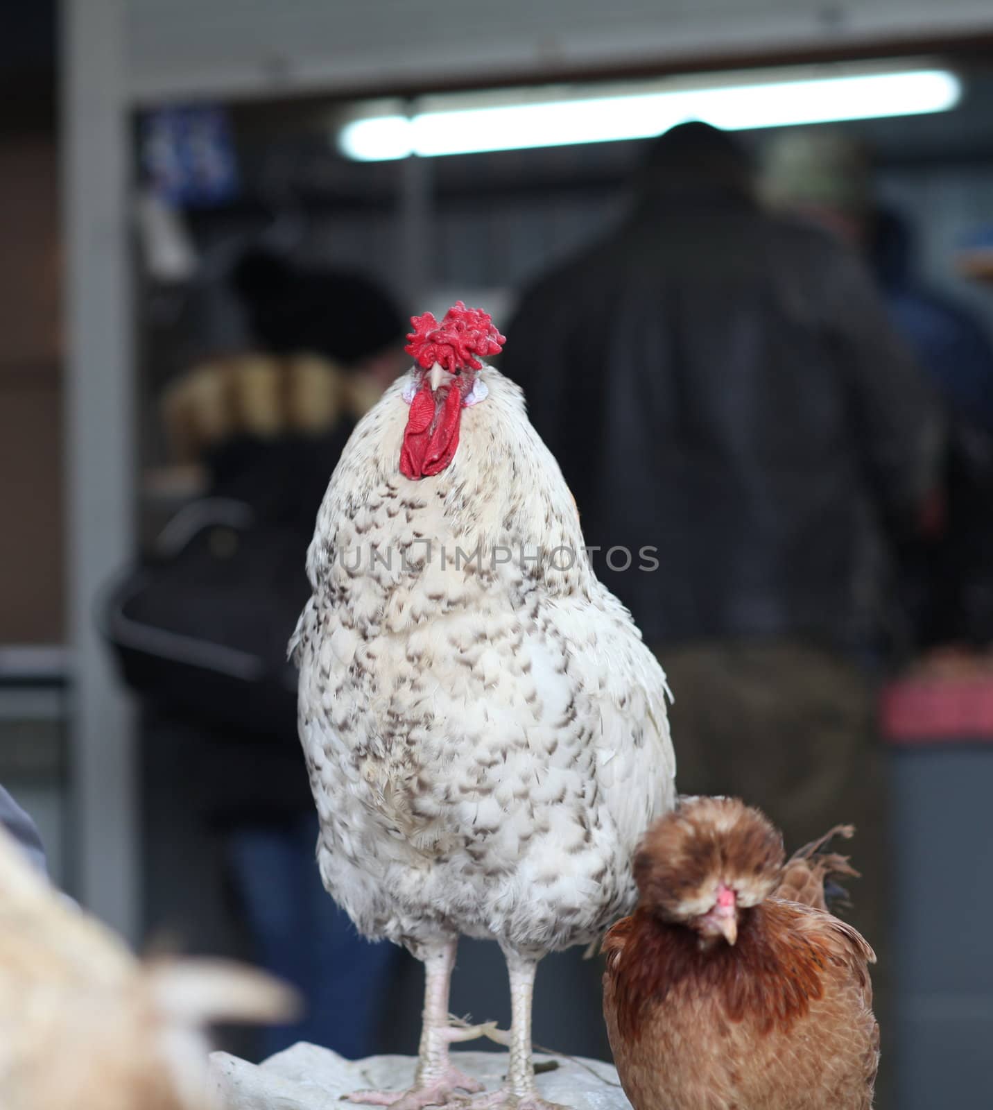 Bird market, white rooster watching what is happening