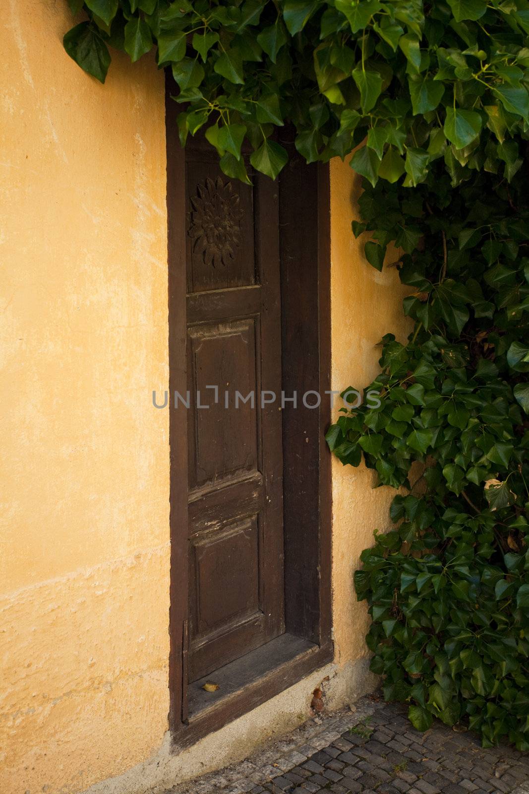 door covered with ivy