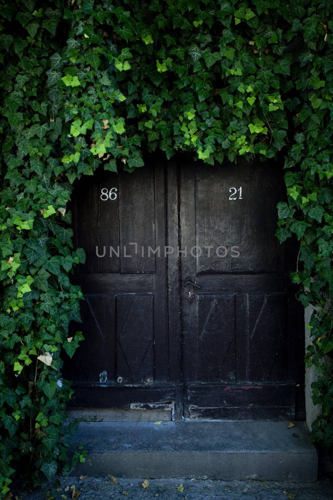 door covered with ivy by jannyjus