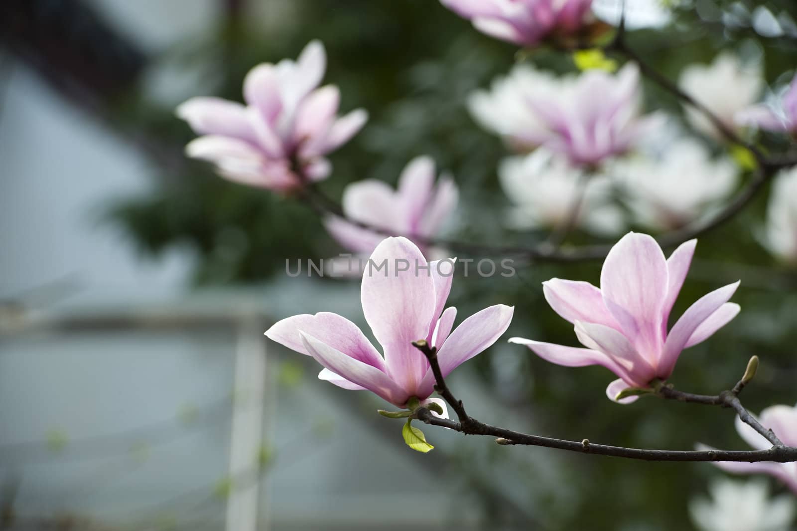 Magnolia denudata flower in a garden at spring