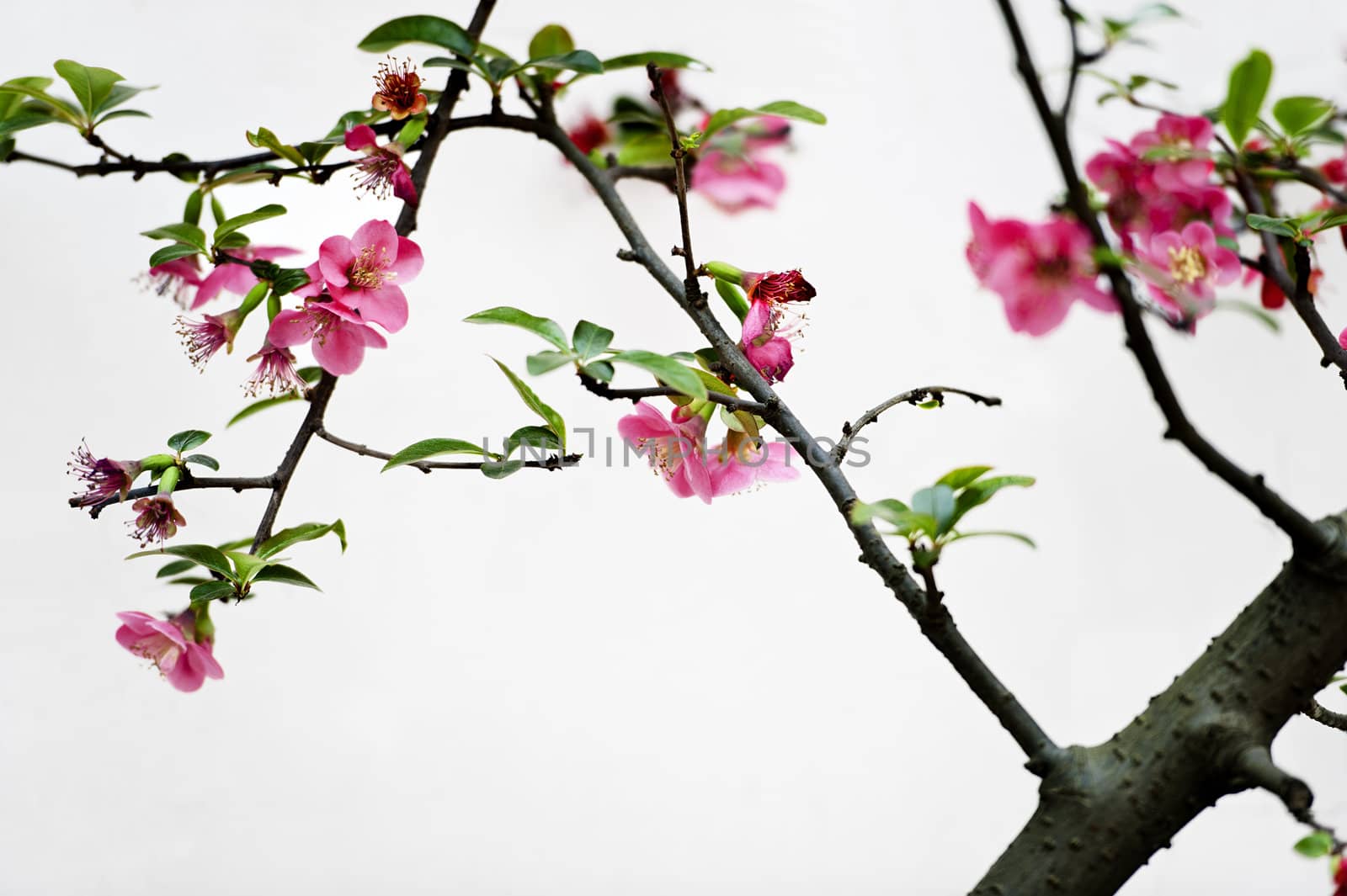 scarlet Malus spectabilis flower in a garden at spring