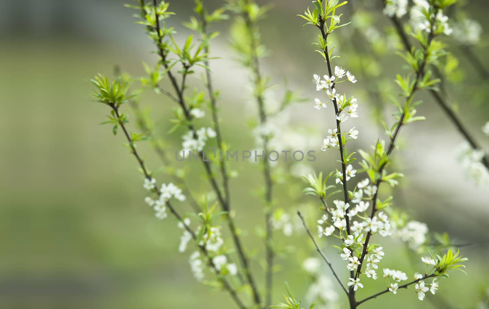 white plum blossom