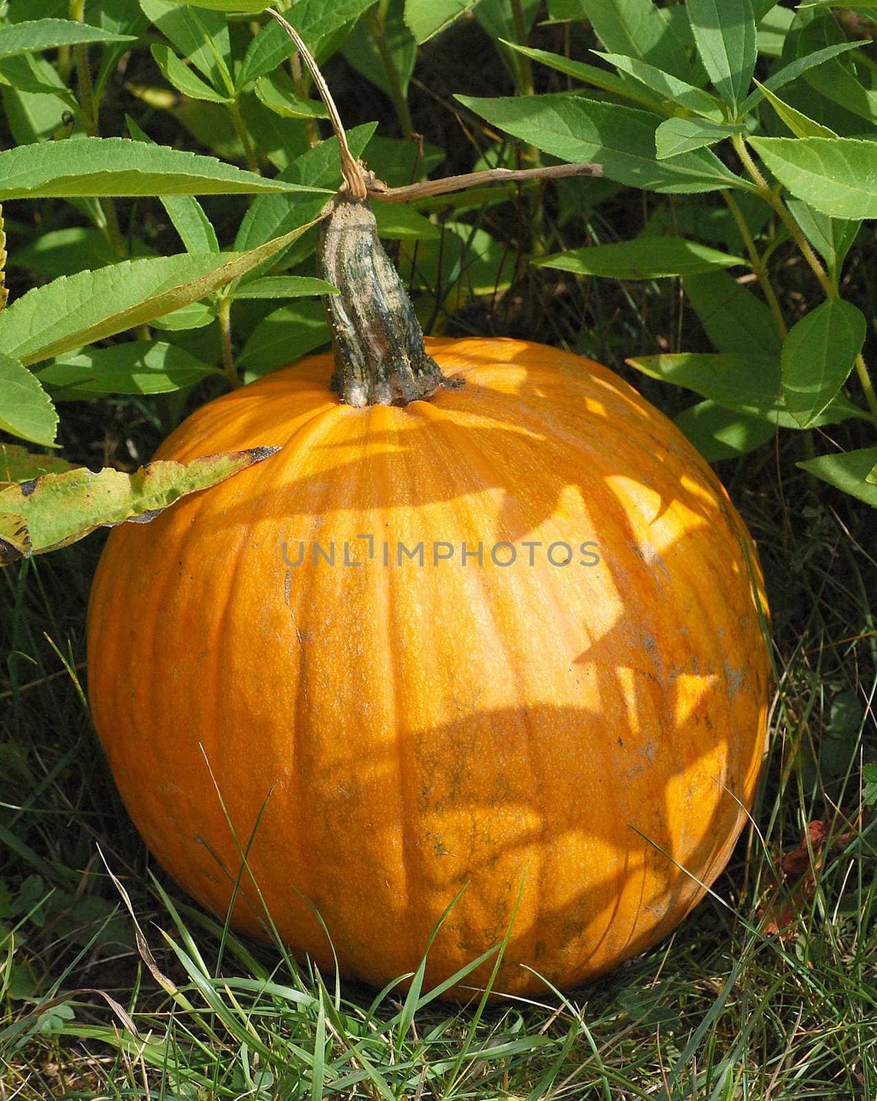 Orange pumpkin in green plant bed and grass
